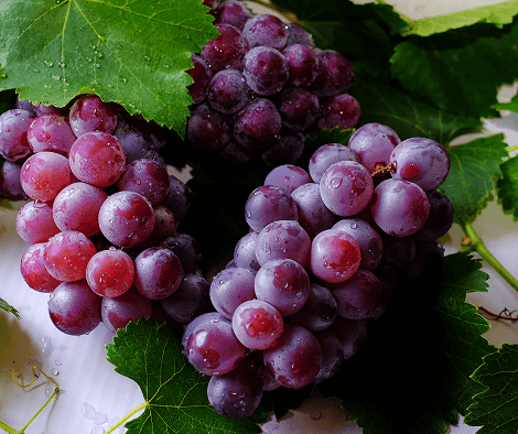 Rota do Vinho de São Roque é o destino do turismo da Apevo em fevereiro